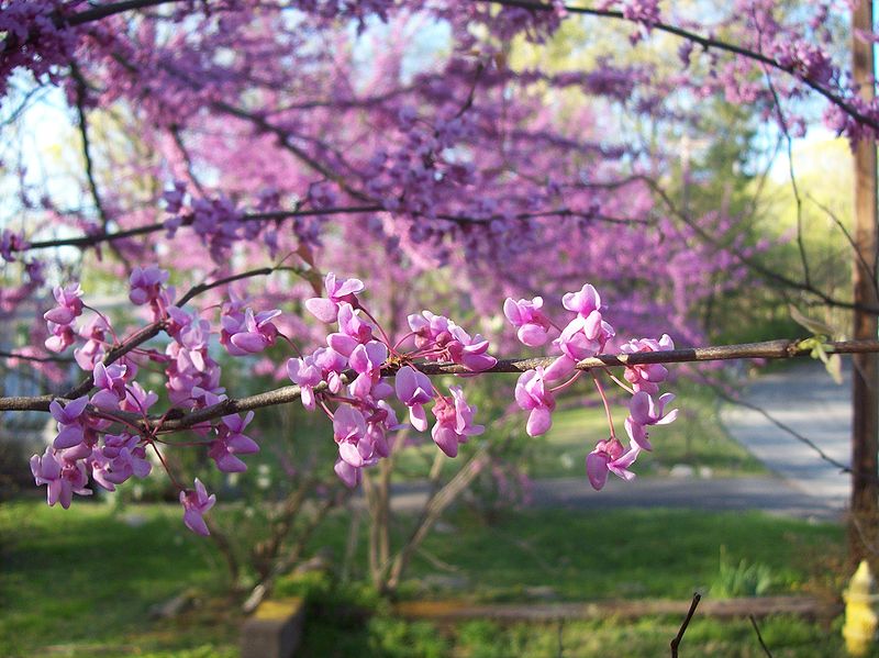 Judas tree,redbud
